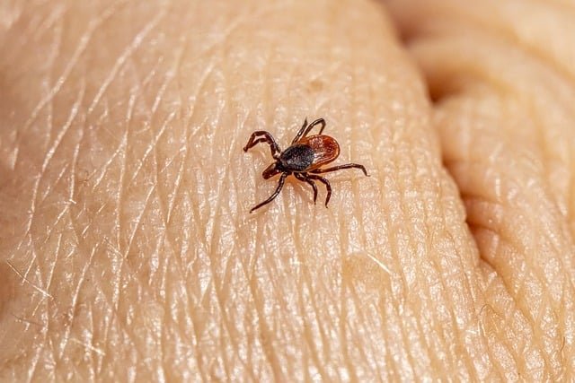 castor bean tick, tick, insect