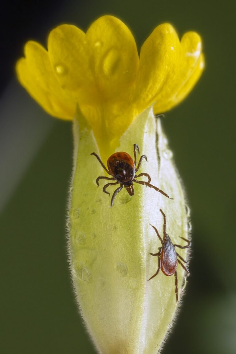 sheep tick, castor bean tick, taiga tick