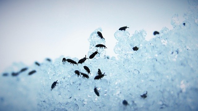 springtail, snow, flea