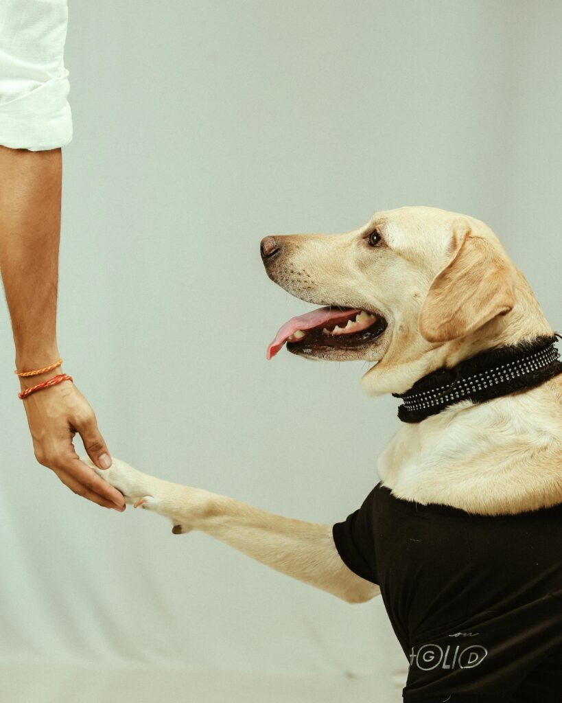 Light Brown Labrador Retriever Dog in Black Shirt Dog Giving Paw